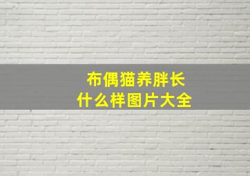 布偶猫养胖长什么样图片大全