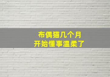 布偶猫几个月开始懂事温柔了