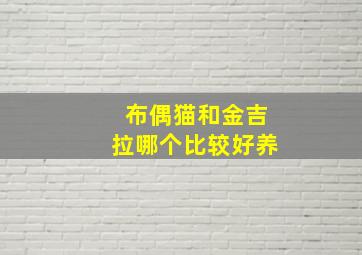 布偶猫和金吉拉哪个比较好养