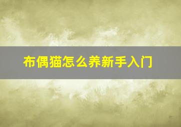 布偶猫怎么养新手入门