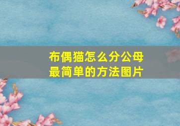 布偶猫怎么分公母最简单的方法图片