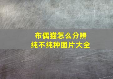 布偶猫怎么分辨纯不纯种图片大全