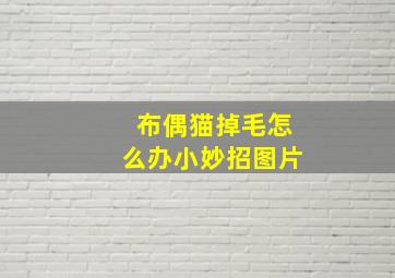 布偶猫掉毛怎么办小妙招图片