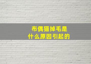 布偶猫掉毛是什么原因引起的