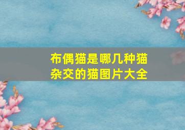 布偶猫是哪几种猫杂交的猫图片大全