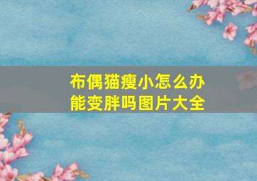 布偶猫瘦小怎么办能变胖吗图片大全