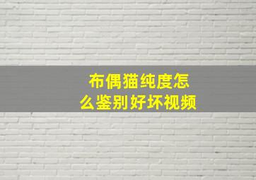 布偶猫纯度怎么鉴别好坏视频