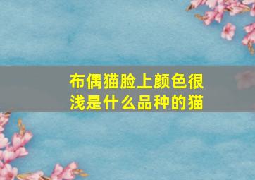 布偶猫脸上颜色很浅是什么品种的猫