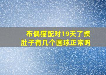 布偶猫配对19天了摸肚子有几个圆球正常吗