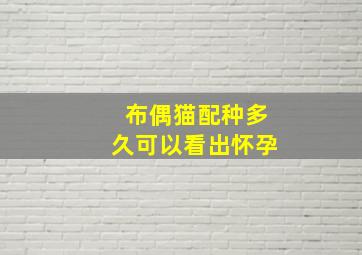 布偶猫配种多久可以看出怀孕