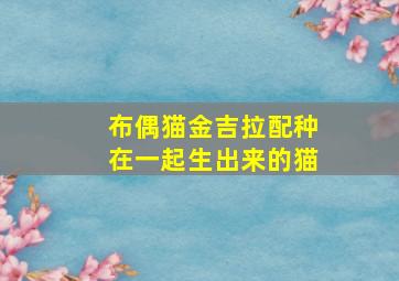 布偶猫金吉拉配种在一起生出来的猫