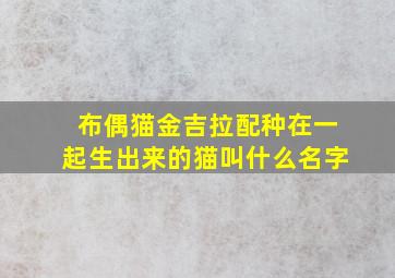 布偶猫金吉拉配种在一起生出来的猫叫什么名字