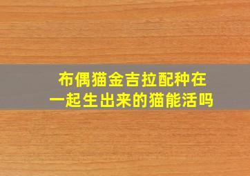 布偶猫金吉拉配种在一起生出来的猫能活吗