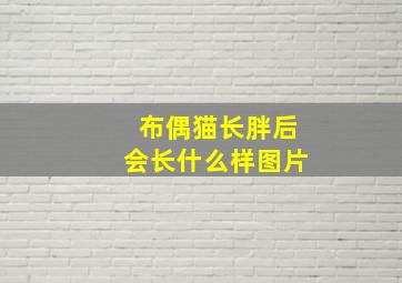 布偶猫长胖后会长什么样图片