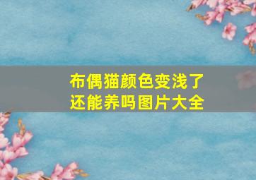 布偶猫颜色变浅了还能养吗图片大全