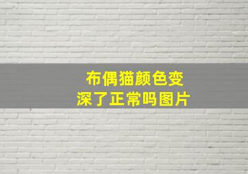 布偶猫颜色变深了正常吗图片