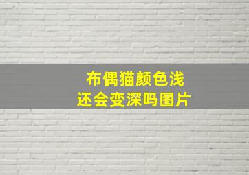 布偶猫颜色浅还会变深吗图片