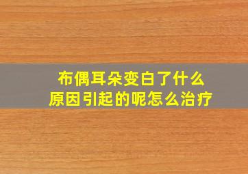 布偶耳朵变白了什么原因引起的呢怎么治疗