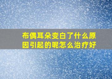 布偶耳朵变白了什么原因引起的呢怎么治疗好