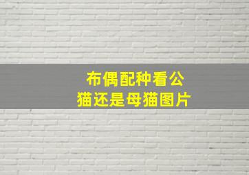 布偶配种看公猫还是母猫图片