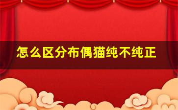 怎么区分布偶猫纯不纯正