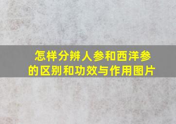 怎样分辨人参和西洋参的区别和功效与作用图片