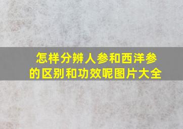 怎样分辨人参和西洋参的区别和功效呢图片大全