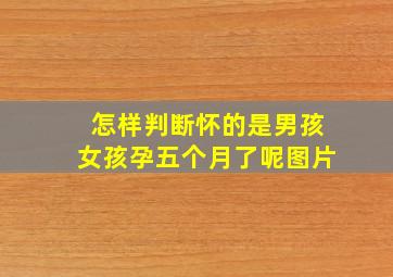 怎样判断怀的是男孩女孩孕五个月了呢图片