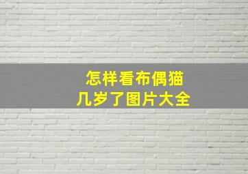 怎样看布偶猫几岁了图片大全