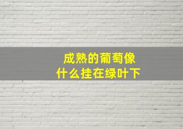 成熟的葡萄像什么挂在绿叶下