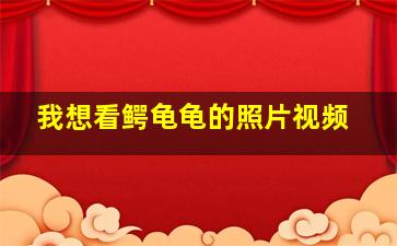 我想看鳄龟龟的照片视频