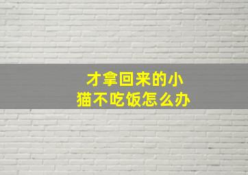 才拿回来的小猫不吃饭怎么办