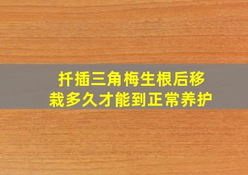 扦插三角梅生根后移栽多久才能到正常养护