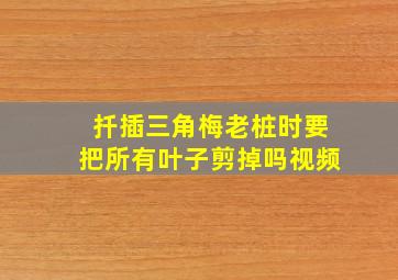 扦插三角梅老桩时要把所有叶子剪掉吗视频