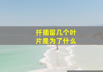 扦插留几个叶片是为了什么