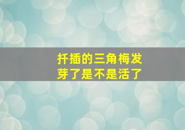 扦插的三角梅发芽了是不是活了