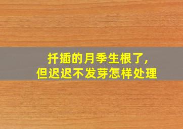 扦插的月季生根了,但迟迟不发芽怎样处理