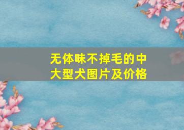 无体味不掉毛的中大型犬图片及价格