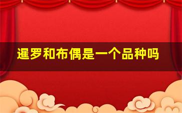 暹罗和布偶是一个品种吗