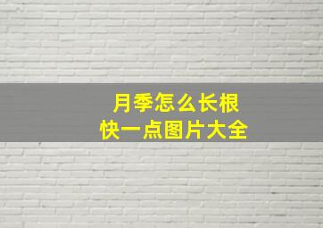 月季怎么长根快一点图片大全