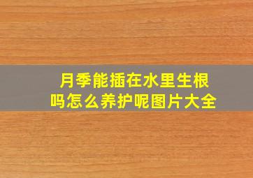 月季能插在水里生根吗怎么养护呢图片大全