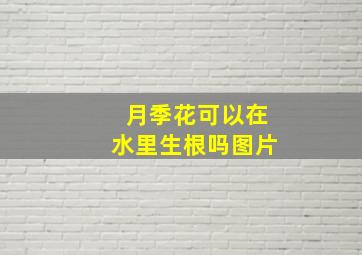 月季花可以在水里生根吗图片