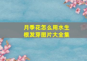 月季花怎么用水生根发芽图片大全集