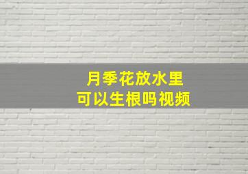 月季花放水里可以生根吗视频