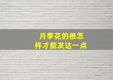 月季花的根怎样才能发达一点