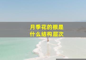 月季花的根是什么结构层次