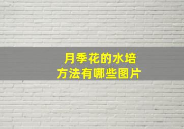 月季花的水培方法有哪些图片