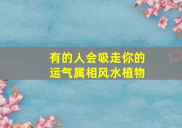 有的人会吸走你的运气属相风水植物