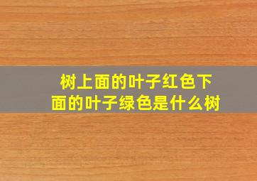 树上面的叶子红色下面的叶子绿色是什么树