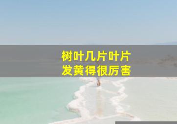 树叶几片叶片发黄得很厉害